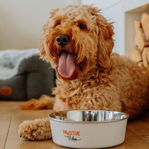 „Pawsitive Vibes“ steel bowl