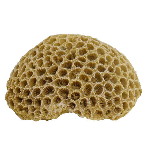 Aqua Ornaments 'Coral'