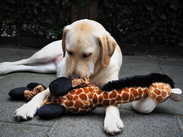 Plush giraffe