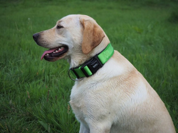 Halsband "Classic Preno" EXTRA