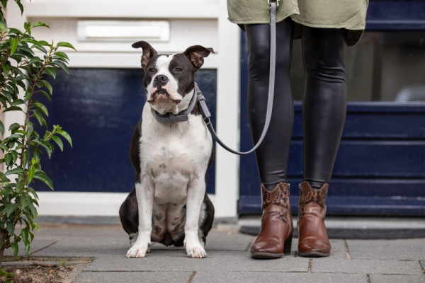 Training Leash "VELOURS"