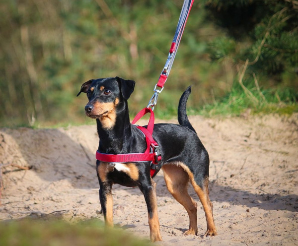 N.geschirr "Classic Preno Royal"