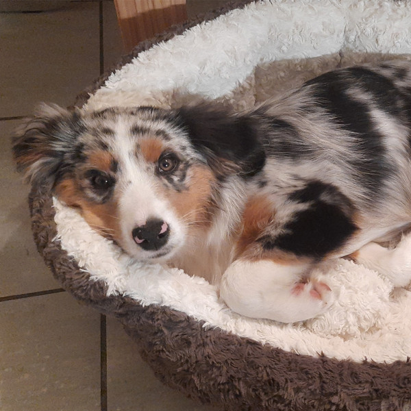 Comfort bed oval "NEIKU"