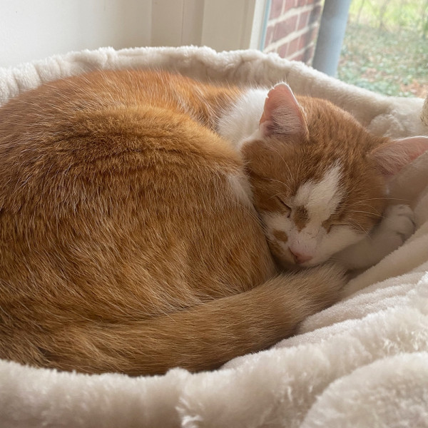 Cat scratcher "Zada"