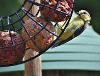 : Fat ball ring : Fat ball ring