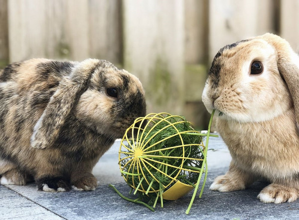 Spiel- und Futterball