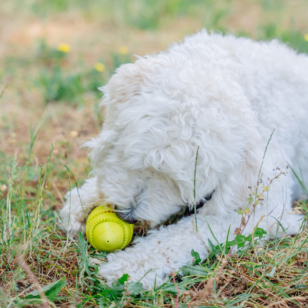 Display Rubber Dental Rugby Ball