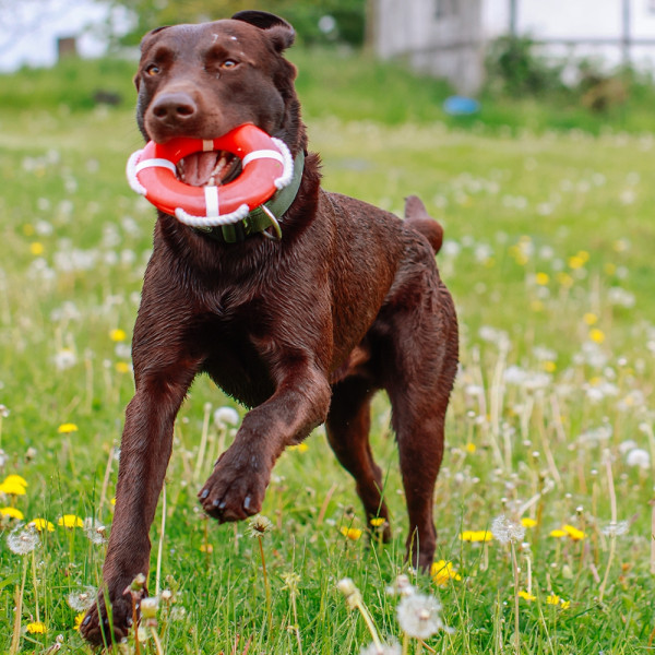 TPR lifebuoy with rope