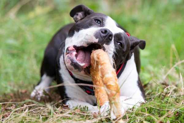 StarSnack BBQ Chicken Donut XL
