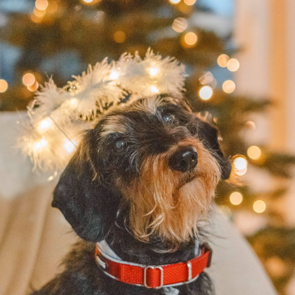 XMAS Heiligenschein mit LED