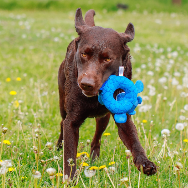 Neoprene beaver "Floating"