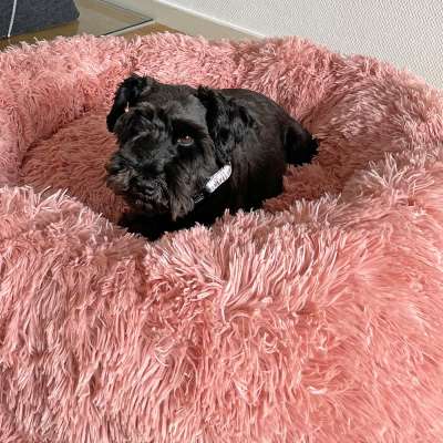 Nobby Kuschelbett Donut Classic ESLA – Weiches Hundebett Dunkelgrau, 90 Cm Durchmesser, Mit Anti-Rutsch-Noppen Für Hunde & Katzen