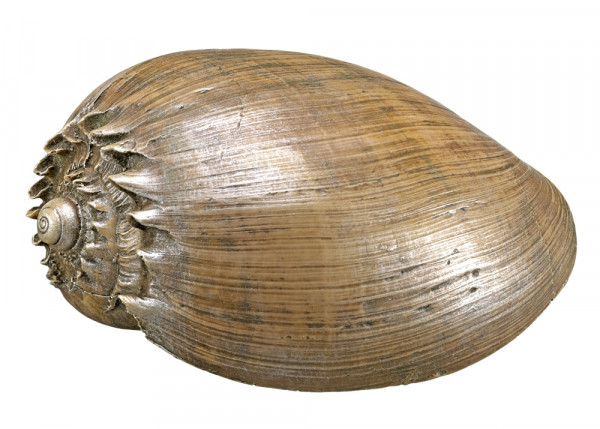 Aqua Ornaments "Shell"