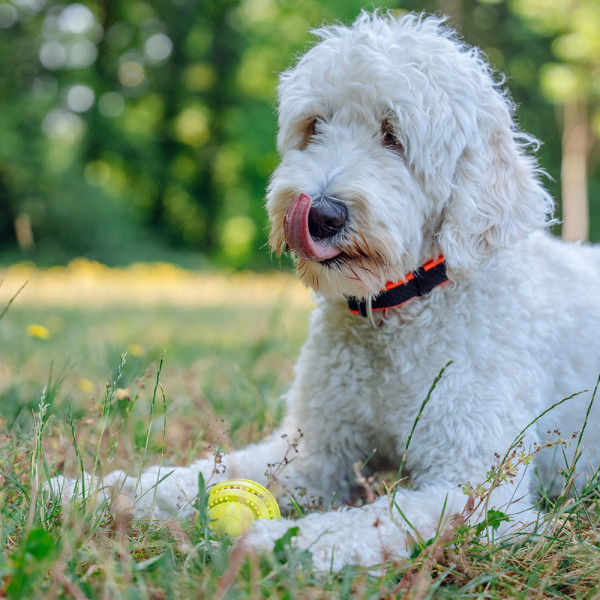 Display Rubber Dental Rugby Ball