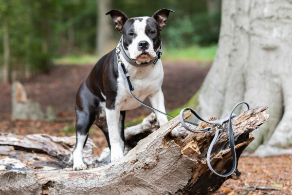 Training Leash "VELOURS"
