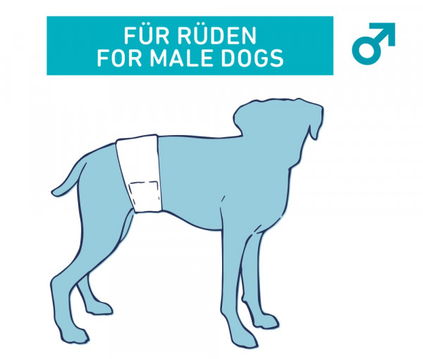 Diapers f. male dogs