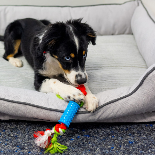 Welpen TPR Spielzeug-Set