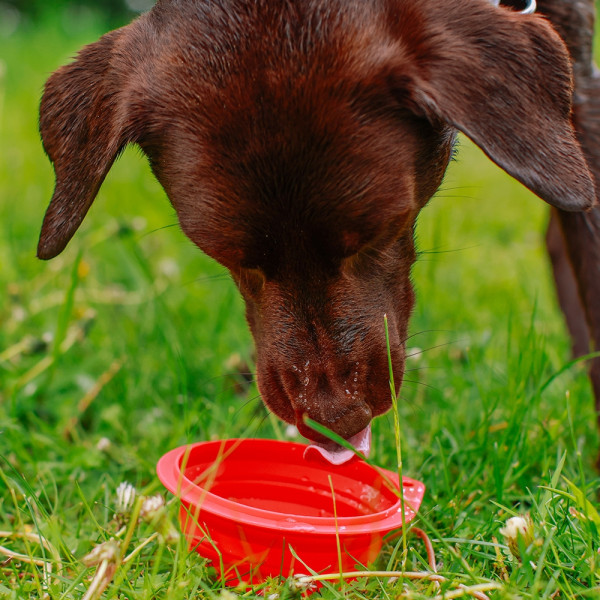 Silikon Napf, faltbar