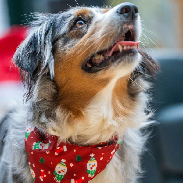 Xmas collar