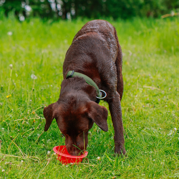 Silikon Napf, faltbar