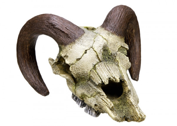 Aqua Ornaments "RAM SKULL"