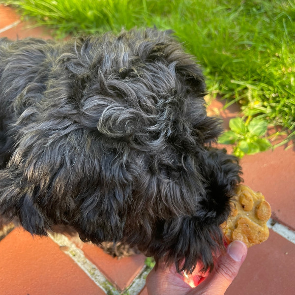 XMAS Silikon Backform "Paw"