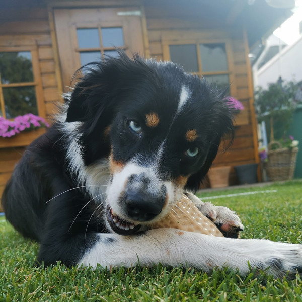 Display TPR Toy "Peanut"