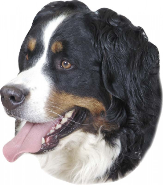 Aufkleber Berner Sennenhund