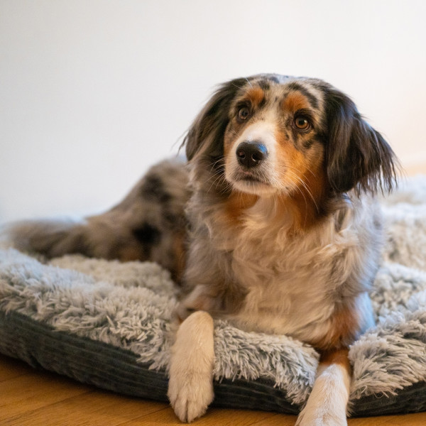 Comfort bed Donut "Seda"