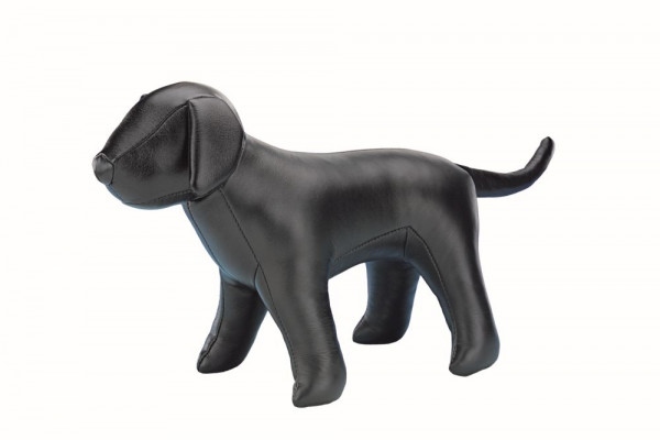 Dog for presentation