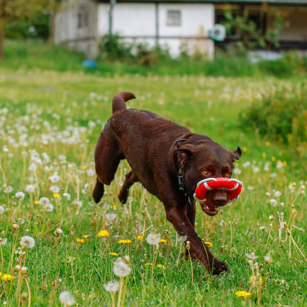 TPR lifebuoy with rope