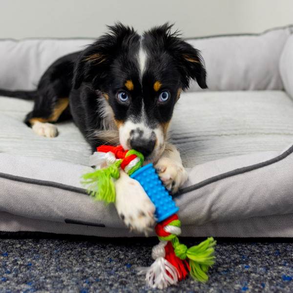 Welpen TPR Spielzeug-Set