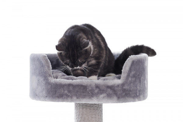 Cat-scratcher Classic "ZERA"