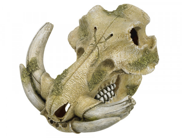 Aqua Ornaments "Warthog skull"