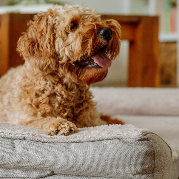 Orthopädisches Sofa eckig "CALBU"