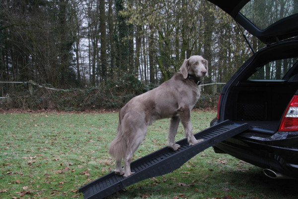 Dog ramp