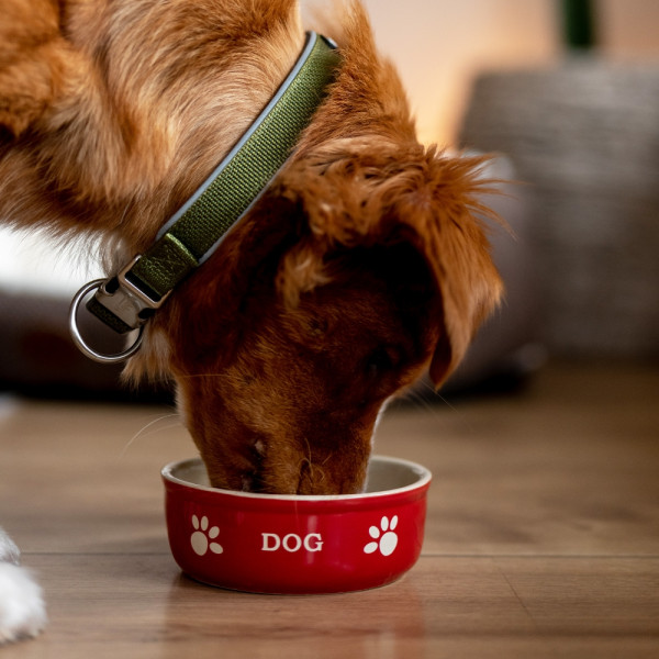 Dog ceramic bowl "DOG"