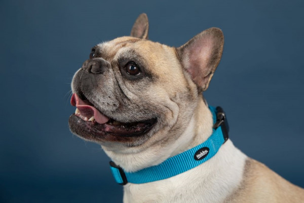 Collar "Classic Comfort"