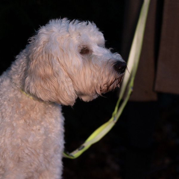 "Full Reflect" Lead leash