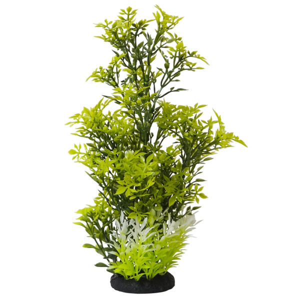 Aqua Ornaments "ROTALA"