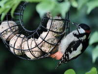 : Fat ball ring : Fat ball ring