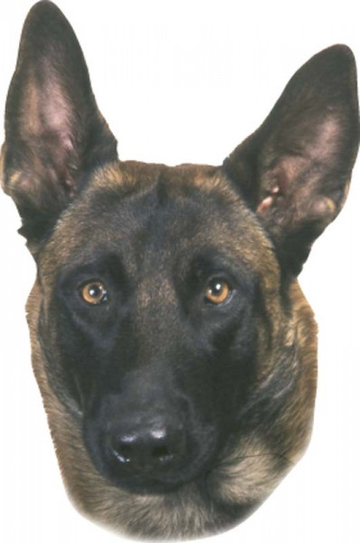 Sticker Malinois