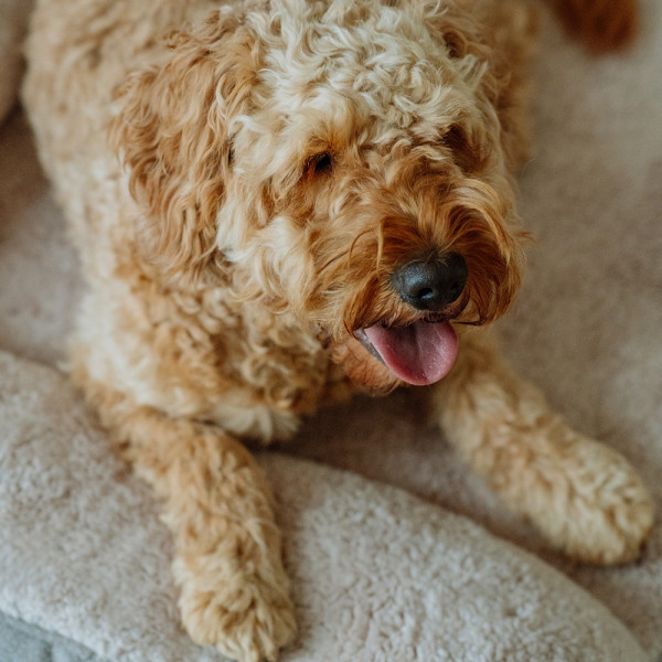 Orthopädisches Sofa eckig "CALBU"