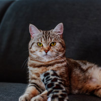 : Baldrian Kissenrolle : Baldrian Kissenrolle