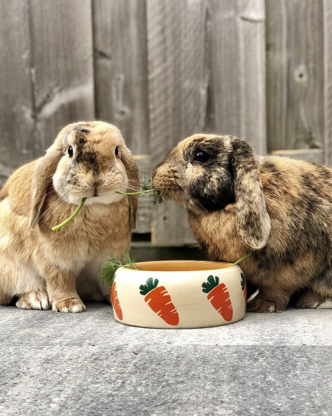 Ceramic feeding trough "CARROT"