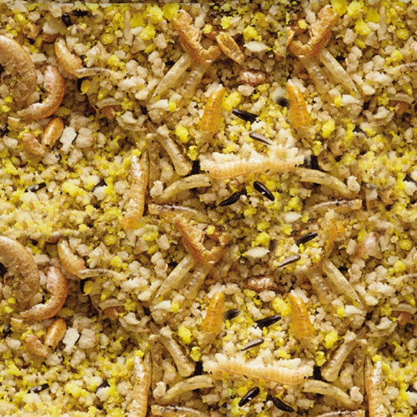 NutriBird Gold Crumble Exoten