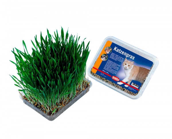Katzengras