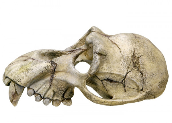 Aqua Ornaments "MONKEY SKULL"