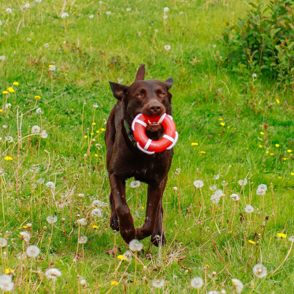 TPR lifebuoy with rope