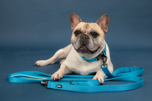 Training leash "Classic Comfort"